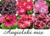 Pelargonia Angielski mix 6 sztuk